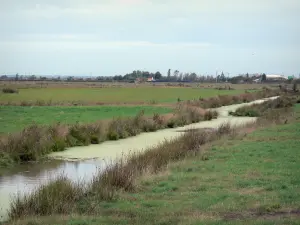 Marais breton vendéen - Petit canal bordé de prés (pâturages)