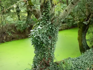 Marais poitevin - Marais mouillé : conche (petit canal) de la Venise verte bordée d'arbres, à Maillezais