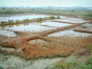 Marais salants de Guérande - Bassins et végétation