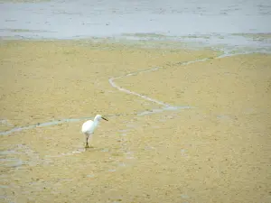 Marais salants de Guérande - Oiseau (aigrette)