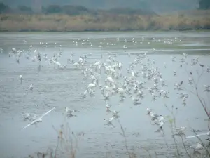 Marais salants de Guérande - Oiseaux, étendue d'eau et végétation