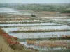 Marais salants de Guérande - Bassins et végétation