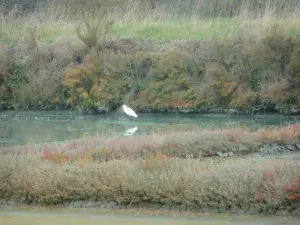 Marais salants de Guérande - Bassins, oiseau et végétation