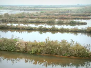 Marais salants de Guérande - Bassins et végétation