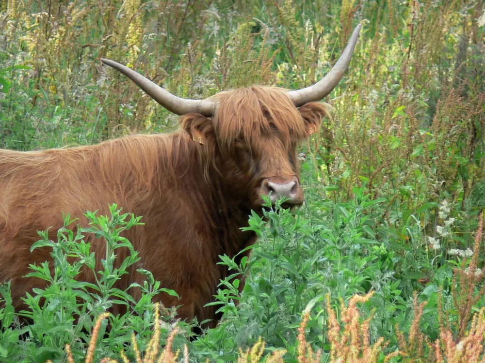 Le marais Vernier - Marais Vernier: Vache Highland Cattle dans un pré ; dans le Parc Naturel Régional des Boucles de la Seine Normande