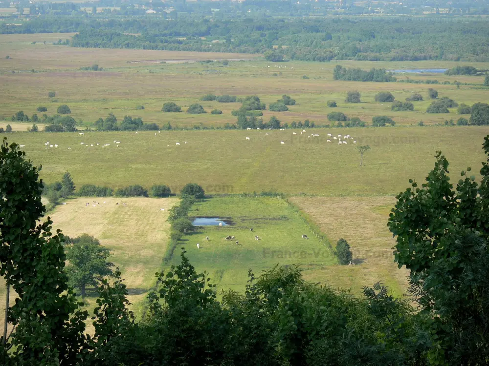 Le marais Vernier - Marais Vernier: Vue sur les prairies humides parsemées de troupeaux de vaches ; dans le Parc Naturel Régional des Boucles de la Seine Normande