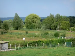 Marais Vernier - Paysage de prés et d'arbres ; dans le Parc Naturel Régional des Boucles de la Seine Normande