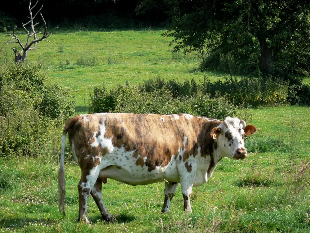 Le marais Vernier - Marais Vernier: Vache normande dans un pré en fleurs ; dans le Parc Naturel Régional des Boucles de la Seine Normande