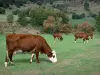 Margeride - Landschaft der Margeride: Kühe auf einer Weide