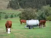 Margeride - Kühe auf einer Wiese, Bäume im Hintergrund