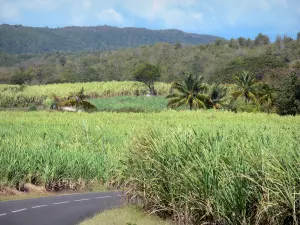 Marie-Galante - Route bordée de champs de canne à sucre