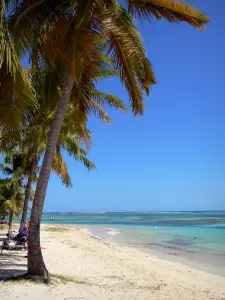 Marie-Galante - Eau turquoise, sable blanc et cocotiers de la plage de Grand-Bourg