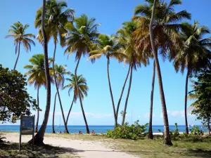 Marie-Galante - Cocotiers de la plage de Saint-Louis