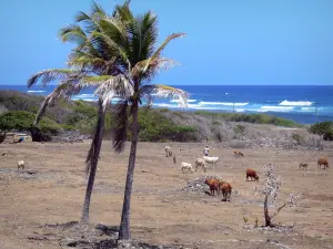 Marie-Galante - Troupeau de vaches dans un pâturage au bord de la mer