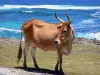 Marie-Galante - Kuh in Freiheit am Meeresufer