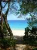 Marie-Galante - Weisser Sand des Strandes Moustique, Pflanzenwuchs und türkisfarbenes Meer