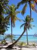 Marie-Galante - Kokospalmen des Strandes Petite Anse mit Blick auf die türkisfarbene Lagune