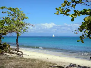 Marie-Galante - Plage de Vieux-Fort avec ses arbres et sa vue sur la mer