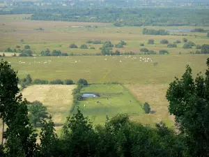 Marismas Marais Vernier - Vista de las praderas húmedas salpicadas de rebaños de vacas en el Parque Natural Regional de bucles del Sena Normando