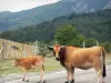 Massiccio Aigoual - Aubrac mucca e il suo vitello su una strada di montagna, foresta in background, nel Parco Nazionale delle Cévennes (monti Cevennes)