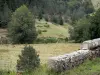 Massiccio Aigoual - Muro di pietra, pascoli (erba) e gli alberi nel Parco Nazionale delle Cévennes (monti Cevennes)