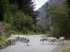Massiccio del Néouvielle - Néouvielle Park: gregge di pecore sulla strada