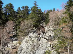 Massiccio del Tanargue - Parco Naturale Regionale dei Monti d'Ardèche - Monti Ardèche: rocce circondato da alberi