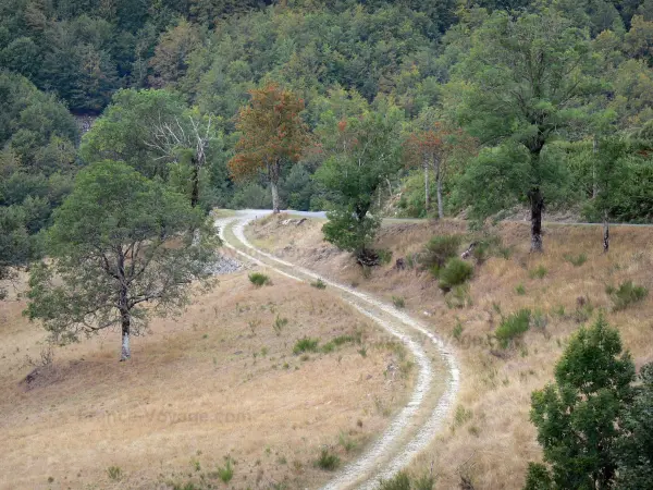 Massief van Aigoual - Weg bekleed met gras en bomen in het Parc National des Cevennes (Cevennes bergen)