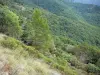 Massief van Aigoual - Mountain omzoomd met bomen en vegetatie in het Parc National des Cevennes (Cevennes bergen)