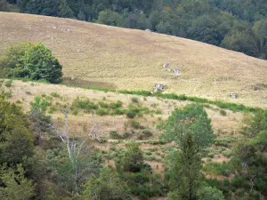 Massief van Aigoual - Pasture (gras) omgeven door bomen in het Parc National des Cevennes (Cevennes bergen)