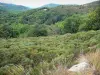 Massief van Aigoual - Vegetatie en bomen in het Parc National des Cevennes (Cevennes bergen)
