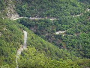 Massief van Aigoual - Bergweg vol met bomen, in het Parc National des Cevennes (Cevennes bergen)