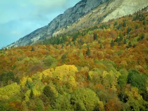 Massief van de Bauges - Regionale Natuurpark Massief van de Bauges: een bos in de herfst en kalksteen kliffen