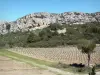 Massief van la Clape - Regionale Natuurpark van Narbonne in de Middellandse rotsachtige helling, wijngaarden en kreupelhout