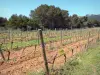 Massief van la Clape - Regionale Natuurpark van Narbonne in de Middellandse Zee perceel wijnstokken omgeven door bomen