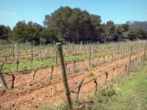 Massief van la Clape - Regionale Natuurpark van Narbonne in de Middellandse Zee perceel wijnstokken omgeven door bomen