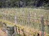 Massief van la Clape - Regionale Natuurpark van Narbonne in de Middellandse Zee perceel wijnstokken