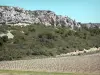Massief van la Clape - Regionale Natuurpark van Narbonne in de Middellandse rotsachtige helling, kreupelhout en wijngaarden
