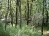 Massief van la Sainte-Baume - Bos vegetatie, bomen en rotsen