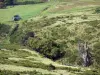 Massief van de Sancy - Monts Dore heide en grasland in het Regionaal Natuurpark van de Auvergne Vulkanen