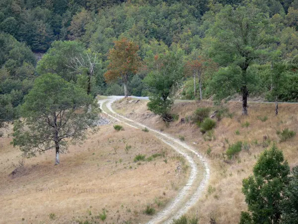 Massif de l'Aigoual - Chemin bordé d'herbages et d'arbres ; dans le Parc National des Cévennes (massif des Cévennes)