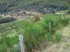 Massif de l'Aigoual - Clôture d'un pâturage, végétation et arbres ; dans le Parc National des Cévennes (massif des Cévennes)