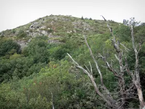 Massif de l'Aigoual - Arbres ; dans le Parc National des Cévennes (massif des Cévennes)