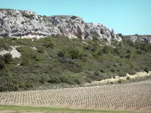 Massif de la Clape - Parc Naturel Régional de la Narbonnaise en Méditerranée : escarpement rocheux, garrigue et vignes