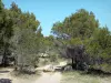 Massif de la Clape - Parc Naturel Régional de la Narbonnaise en Méditerranée : sentier de randonnée bordé d'arbres