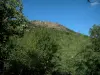 Massif des Maures - Arbres, forêt et parois rocheuses au sommet d'une colline