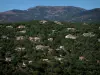 Massif des Maures - Forêt avec des villas (maisons provençales) et collines en arrière-plan