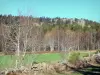 Massif du Meygal - Paysage arboré