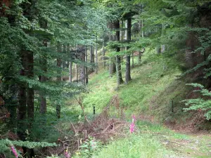 Massif du Petit Ballon - Fleurs sauvages et arbres d'une forêt (Parc Naturel Régional des Ballons des Vosges)