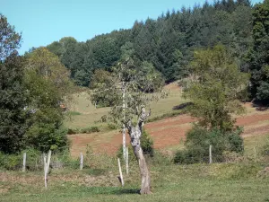 Massif du Plantaurel - Pâturages et arbres